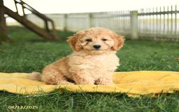 Cockapoo dogs for sale: Huckleberry Finn - Image 1