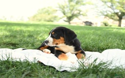 Greater Swiss Mountain Dog dogs for sale: Cash - Image 8
