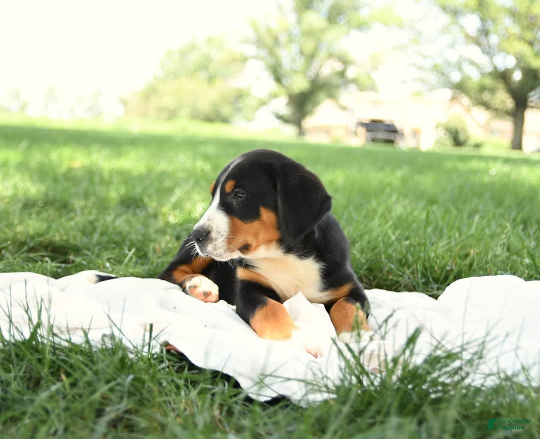 Greater Swiss Mountain Dog dogs for sale: Cash - Image 8