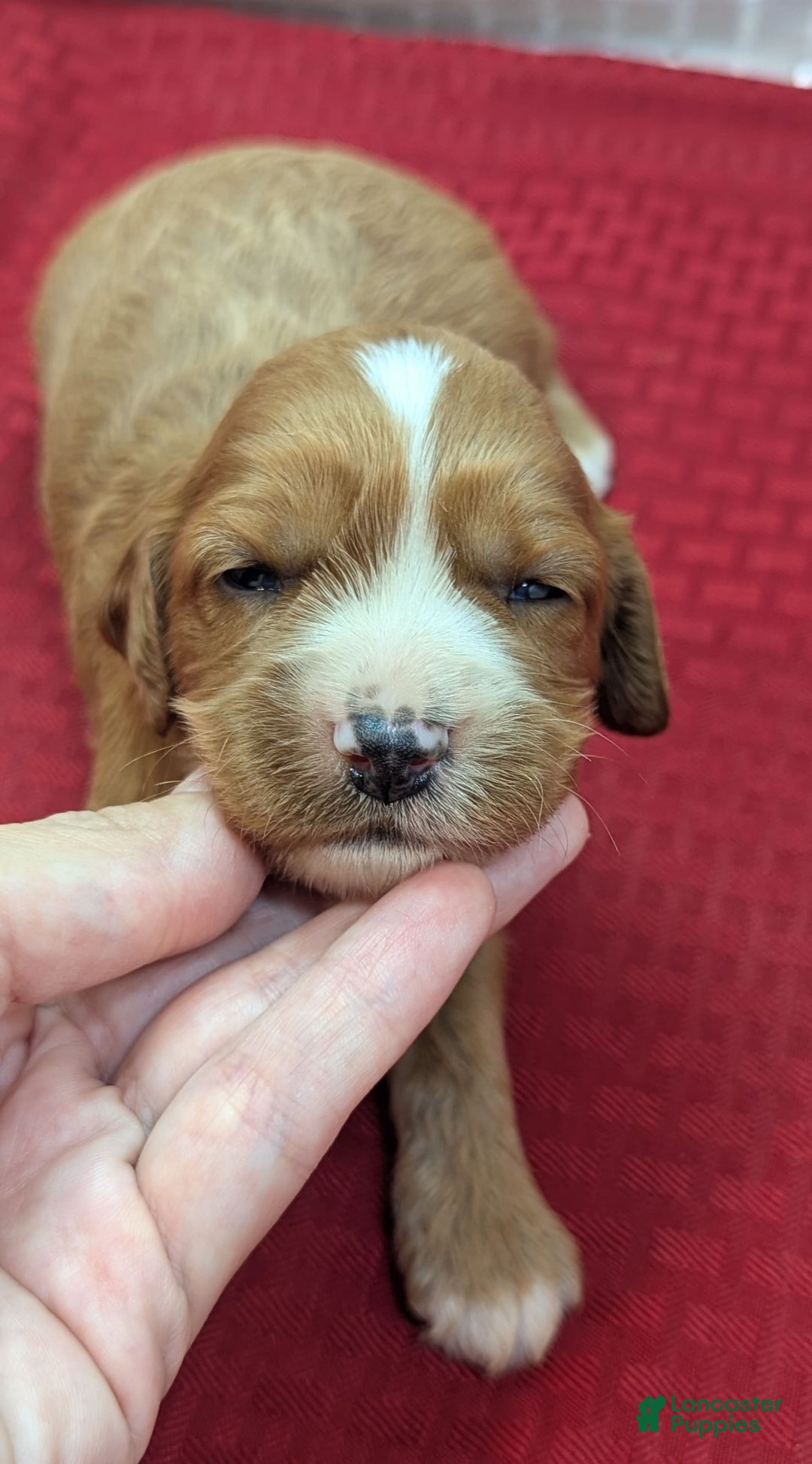 Cavapoo dogs for sale: Henry - Image 9