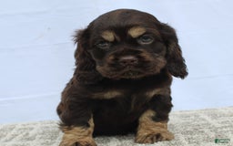 Cocker Spaniel dogs for sale: Ranger - Image 8
