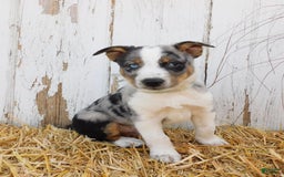 Australian Cattle Dog dogs for sale: Rusty - Image 1