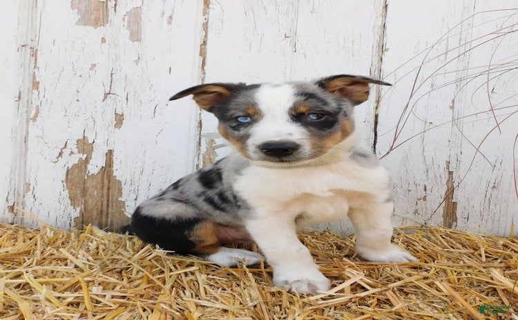 Australian Cattle Dog dogs for sale - Ad 3