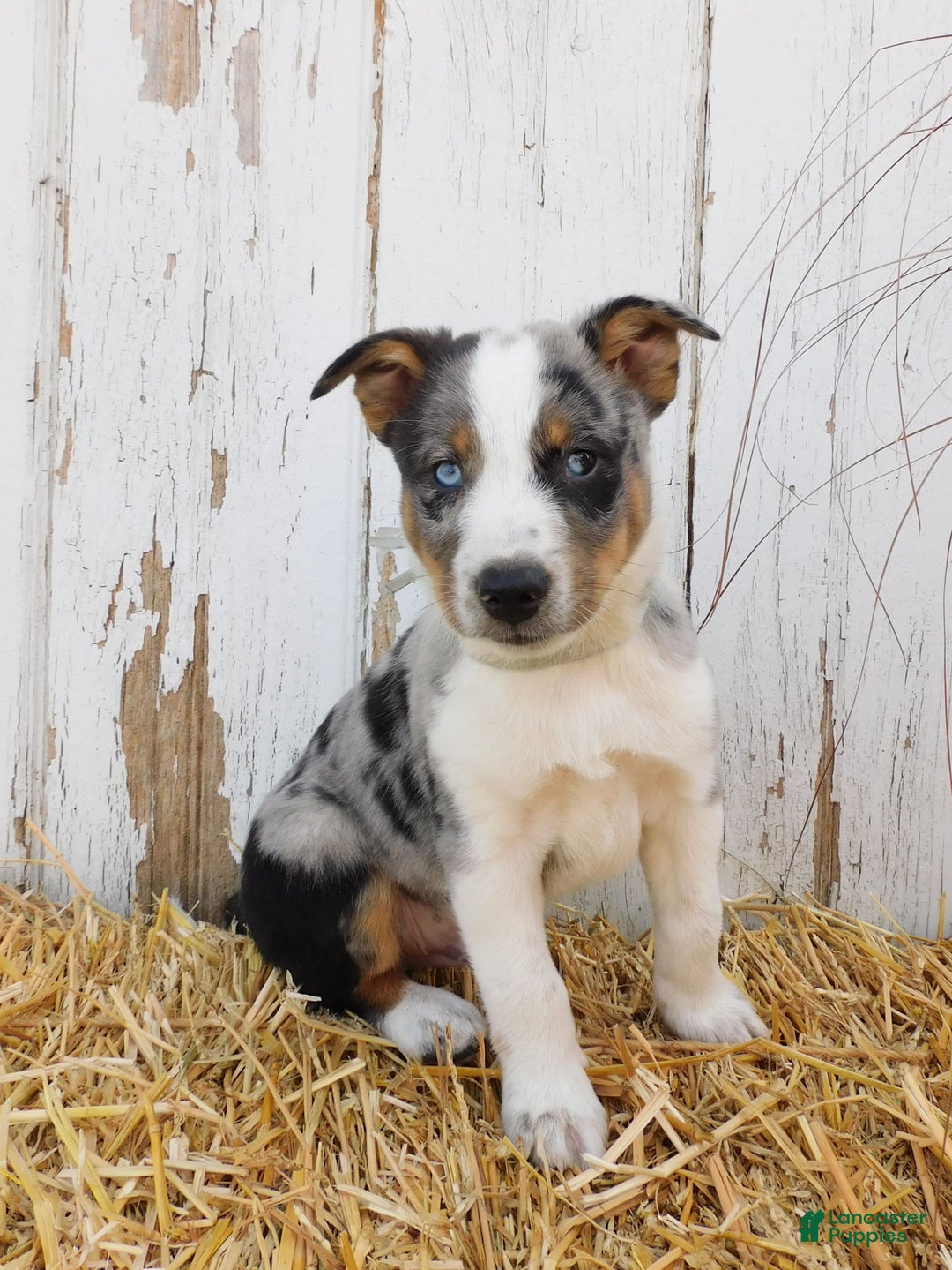 Australian Cattle Dog dogs for sale: Rusty - Image 1