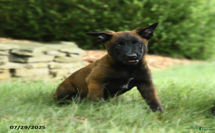 Belgian Malinois dogs for sale - Ad 4