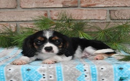 Cavalier King Charles Spaniel dogs for sale: Drew - Image 2