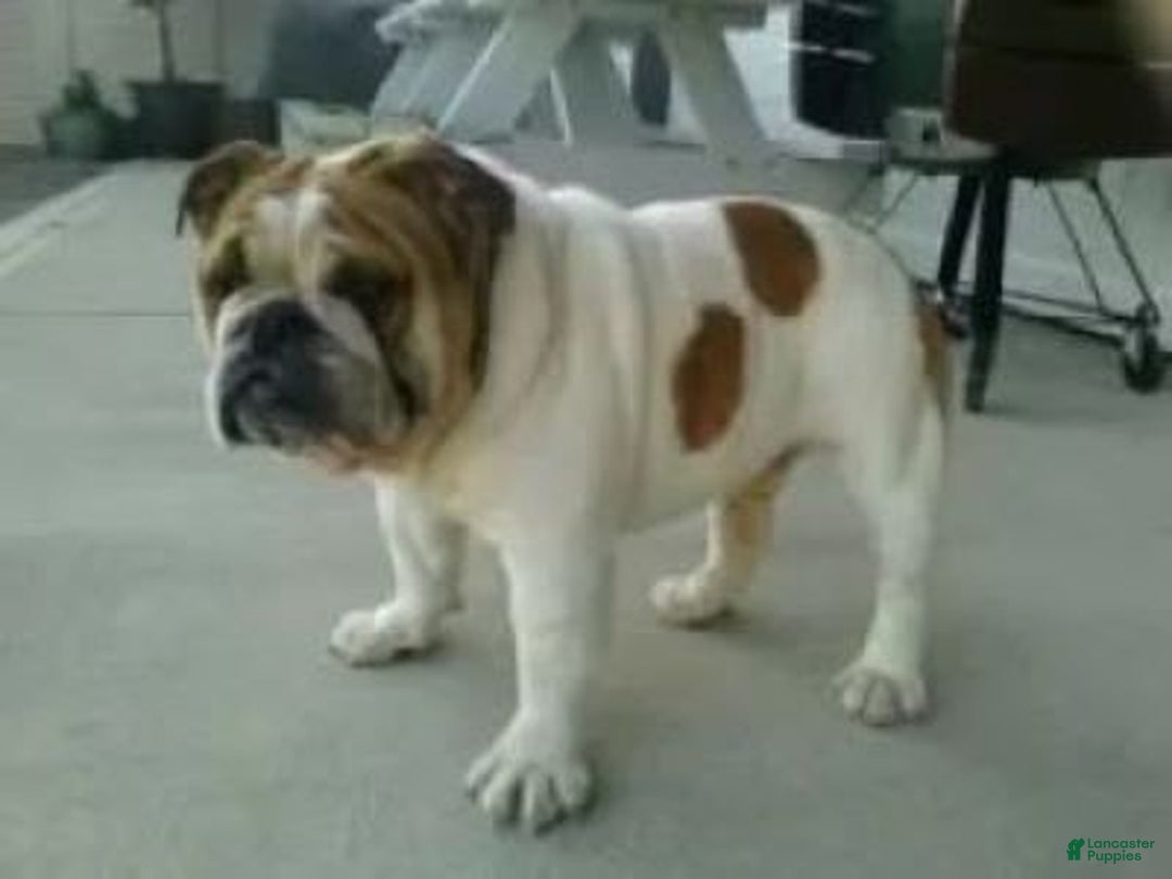 English Bulldog dogs for sale: Olive - Image 17