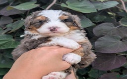 Mini Bernedoodle dogs for sale: Louie - Image 1