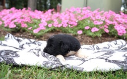 Newfoundland dogs for sale: Bizzard - Image 1
