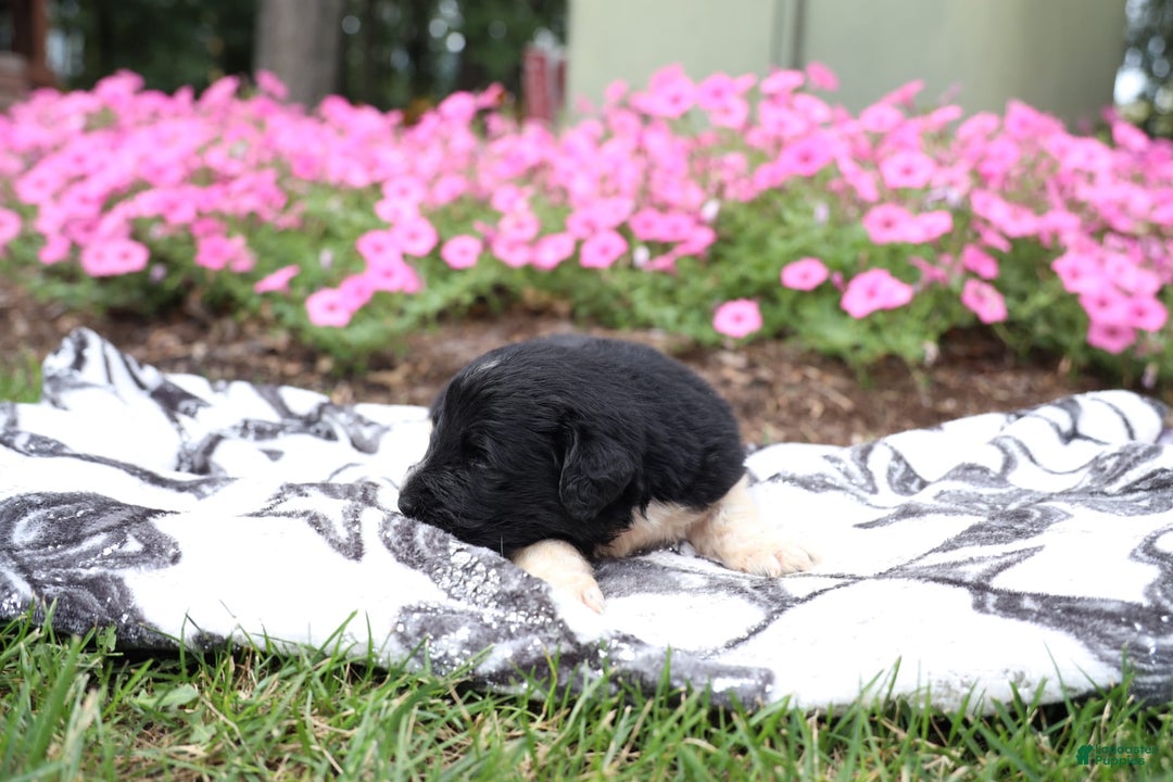 Newfoundland dogs for sale: Bizzard - Image 1