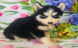 Siberian Husky dogs for sale: Bridgett - Image 2