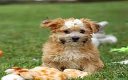 Yochon dogs for sale: Torin - Image 15