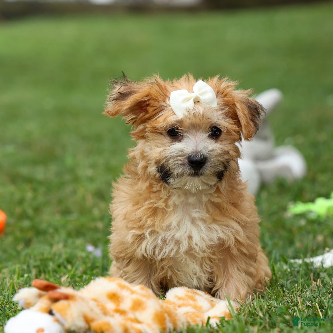 Yochon dogs for sale: Torin - Image 15