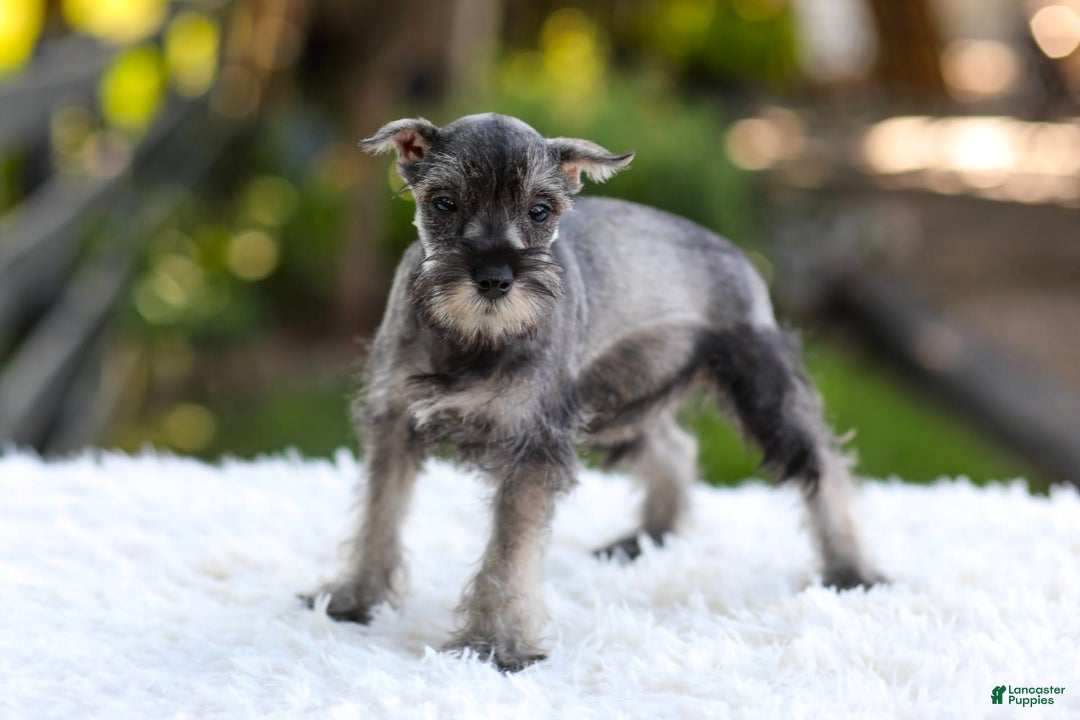 Miniature Schnauzer dogs for sale: Angel - Image 3