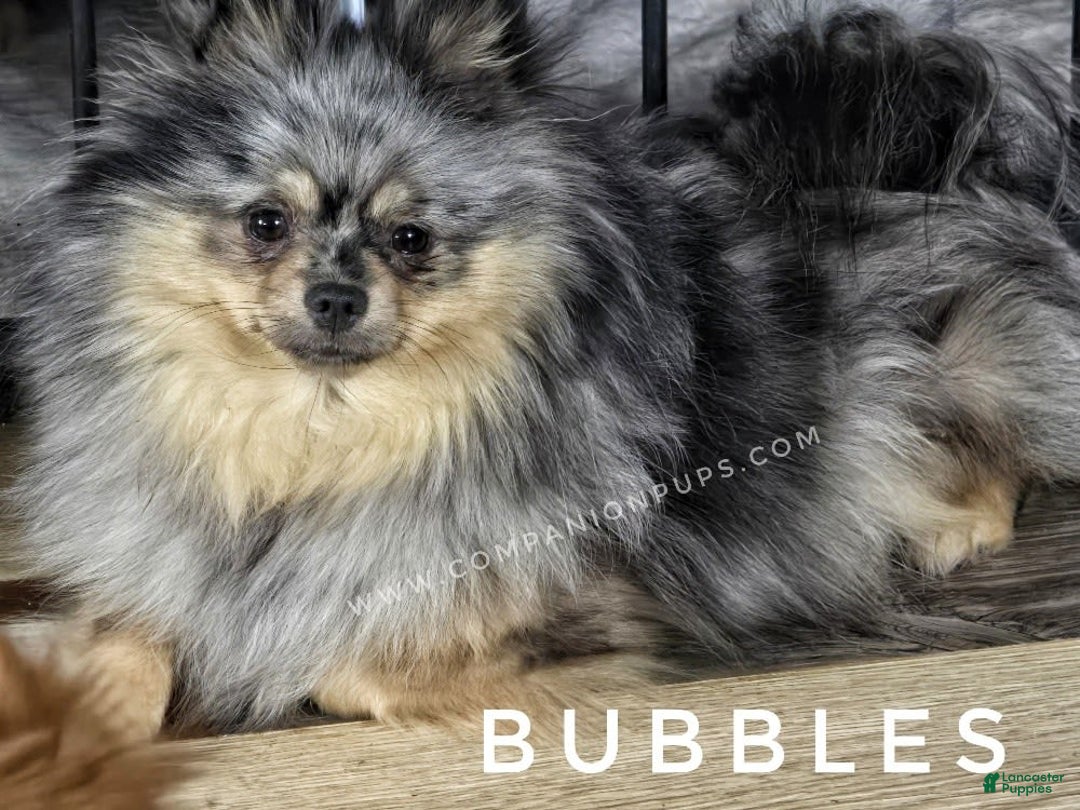 Pomeranian dogs for sale: Mojito  Sweet Boy  Crate And Dog Door Trained - Image 7