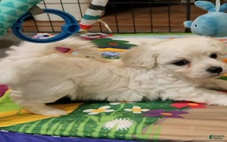 Cavachon dogs for sale: Destin - Image 13