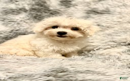 Maltipoo dogs for sale: Buddy - Image 2
