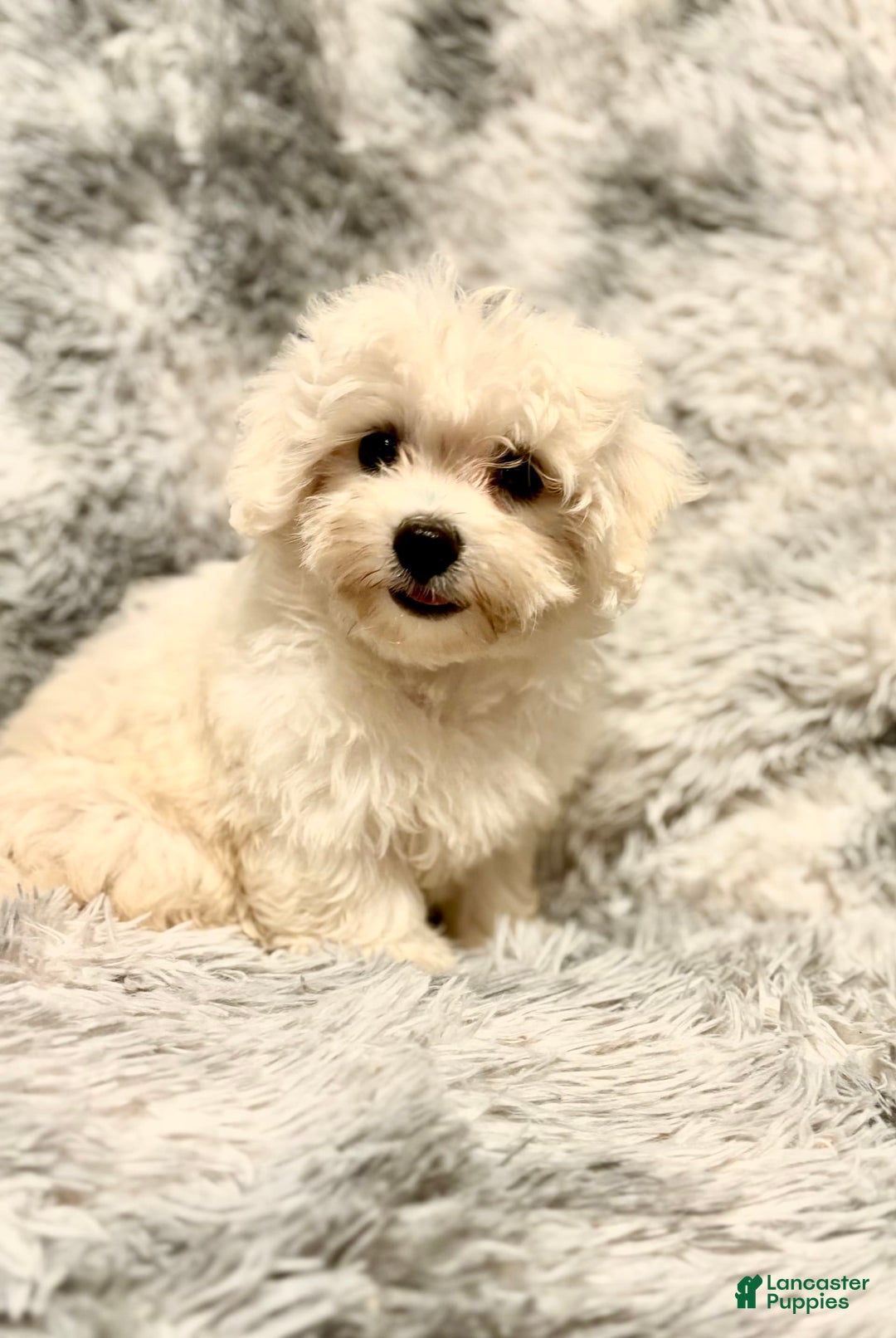 Maltipoo dogs for sale: Buddy - Image 2