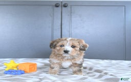 Mini Bernedoodle dogs for sale: Karter - Image 1
