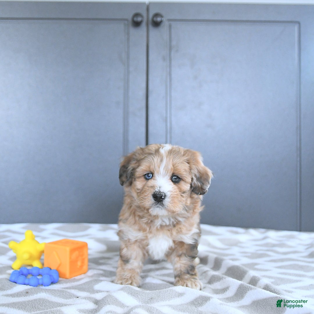 Mini Bernedoodle dogs for sale: Karter - Image 1