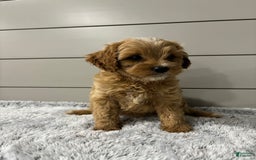 Cavapoo dogs for sale: Willow - Image 9