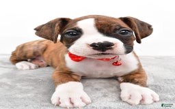 Boxer dogs for sale: Ripley - Image 6