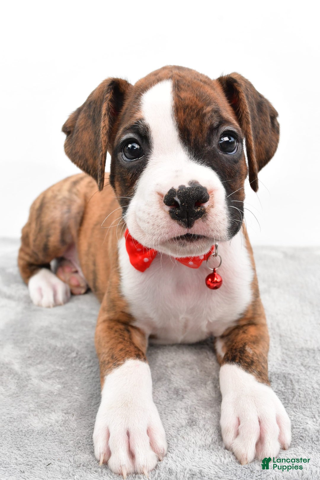 Boxer dogs for sale: Ripley - Image 6