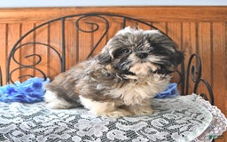 Shih Tzu dogs for sale: Charlotte - Image 2
