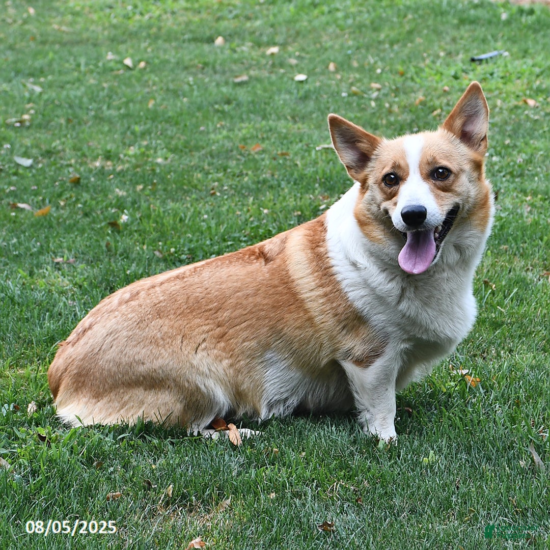 Welsh Corgi Pembroke dogs for sale: Jewel - Image 4