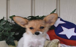 Papillon dogs for sale: Melody - Image 9