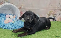Catahoula Leopard Dog dogs for sale: Love Bug 2025 M1 - Image 11