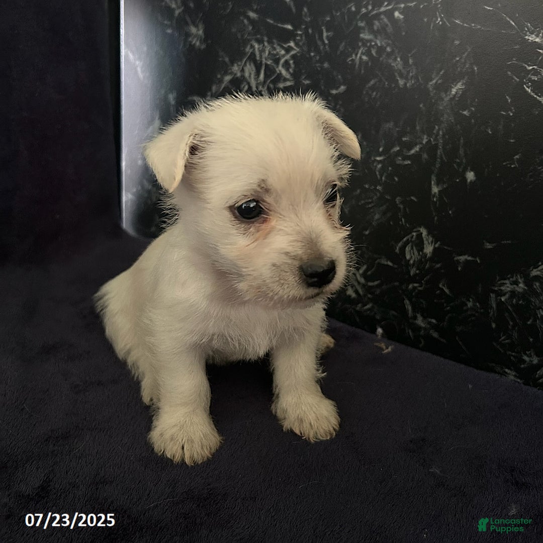 West Highland Terrier dogs for sale: Macy - Image 3