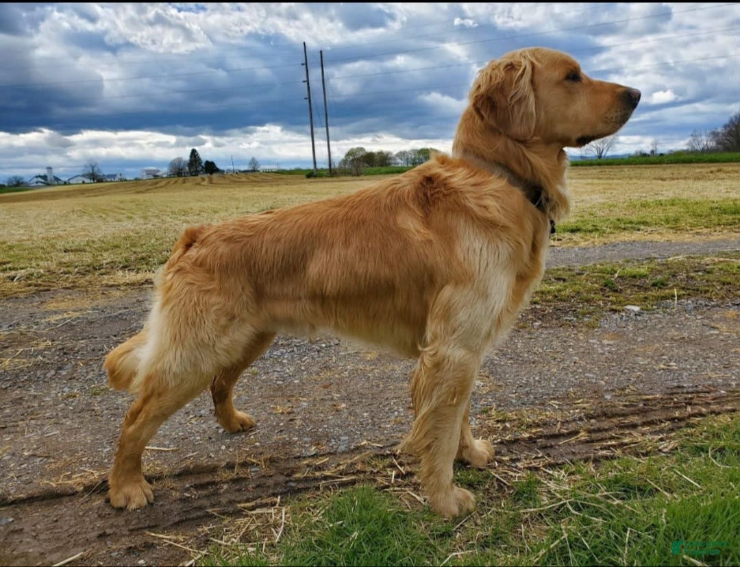 Goldendoodle dogs for sale: Chelsea - Image 3