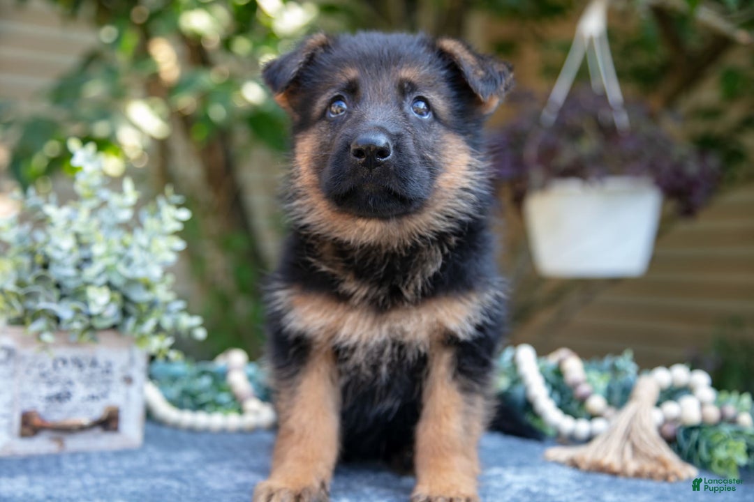German Shepherd dogs for sale: Gwen - Image 2