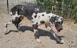 English Mastiff dogs for sale: Marty - Image 9