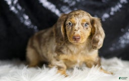 Miniature Dachshund dogs for sale: Iris - Image 1