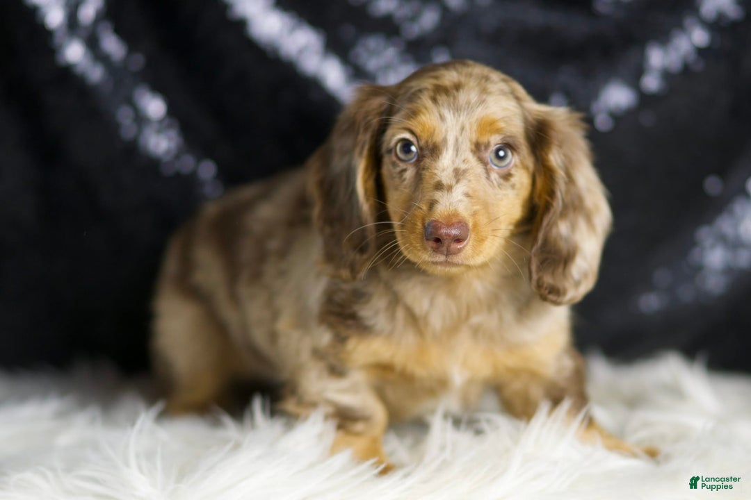 Miniature Dachshund dogs for sale: Iris - Image 1