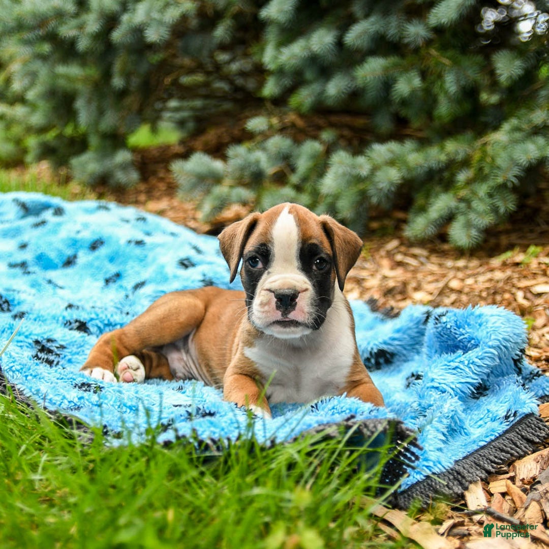 Boxer dogs for sale: Happy - Image 1