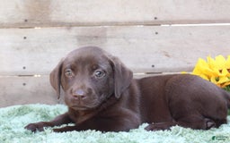 Labrador Retriever dogs for sale: Gunner - Image 3