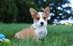 Welsh Corgi Pembroke dogs for sale: Bentley - Image 6