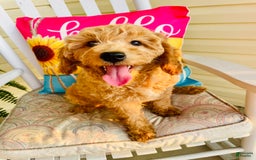 Mini Goldendoodle dogs for sale: Donut - Image 7