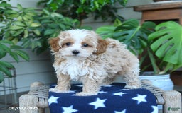 Maltipoo dogs for sale: Carrie - Image 4