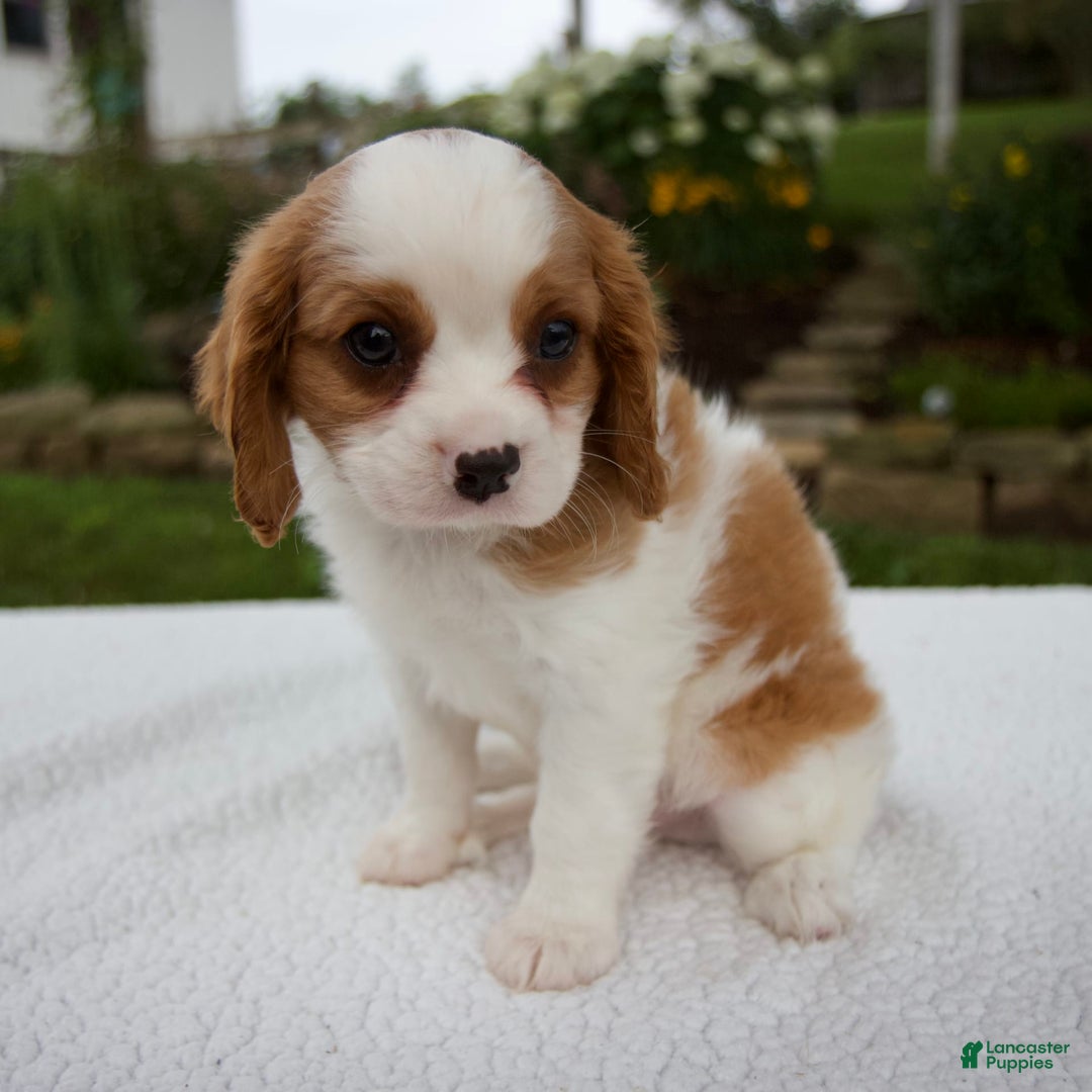 Cavalier King Charles Spaniel dogs for sale: Cavalier King Charles Spaniel 3 puppies - Image 15