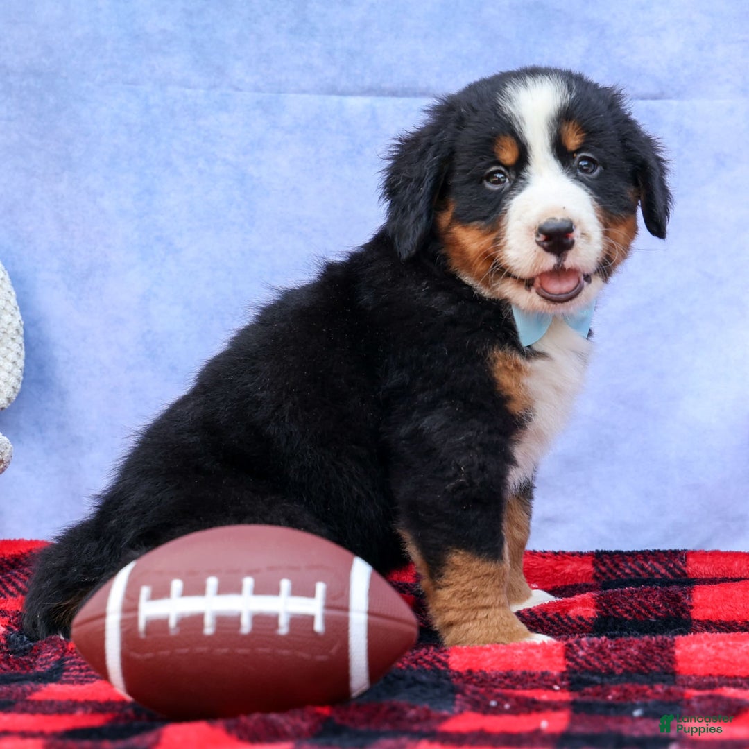 Bernese Mountain Dog dogs for sale: Samson - Image 14