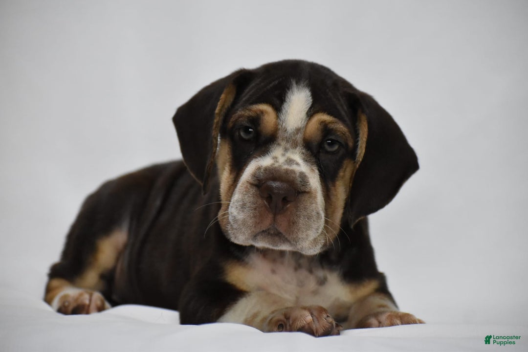 Beabull dogs for sale: Aspen - Image 2