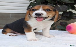 Beagle dogs for sale: Benji - Image 14