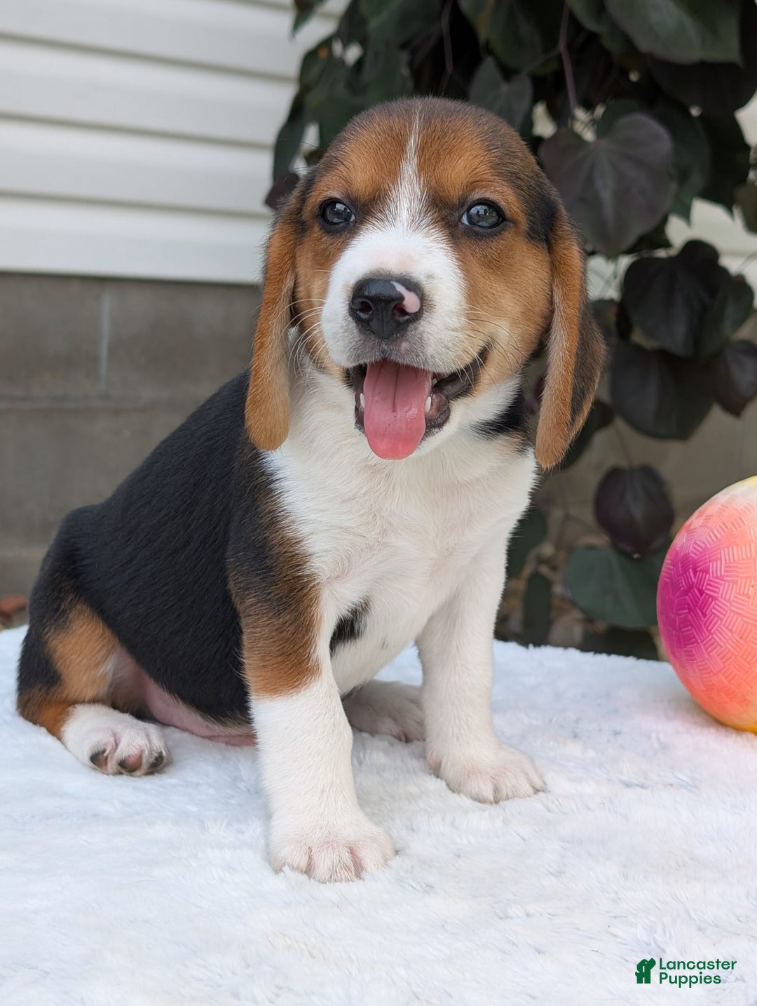 Beagle dogs for sale: Benji - Image 14