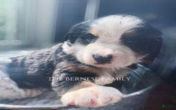 Bernese Mountain Dog dogs for sale: Female Big Blaze - Image 5