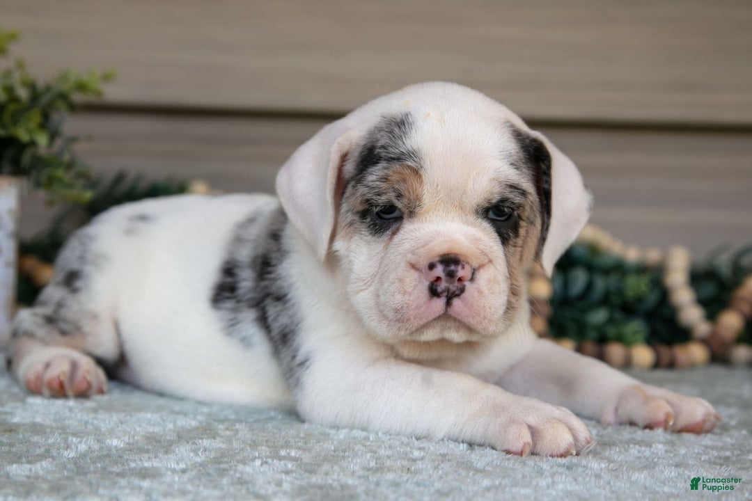 Beabull dogs for sale: Louise - Image 3