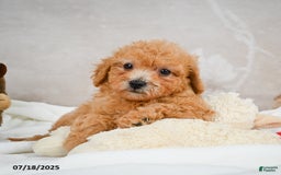 Bichpoo dogs for sale: Deborah - Image 8